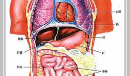 脾脏触诊视频,脾脏触诊技巧与要点解析